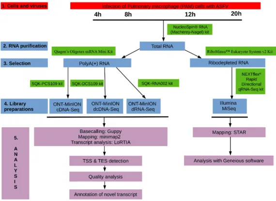 Figure 1. Wetlab and bioinformatics workflow used for the analysis of African swine fever virus  (ASFV) transcriptome