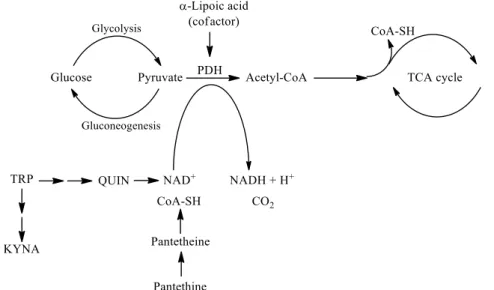 Figure 2. The roles of kynurenine pathway metabolites, pantethine and α-lipoic acid in glycolysis  and TCA cycle