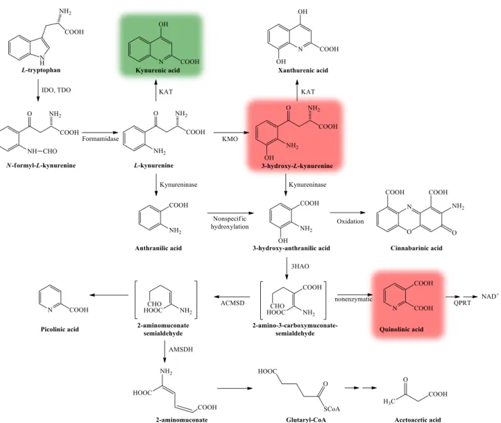 Figure 3. The kynurenine pathway. More than 95% of TRP is metabolized through the KP [34]