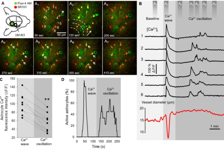 Figure 1. Astrocyte Ca 2+ dynamics during spreading depolarization (SD) in the mouse somatosensory cortex