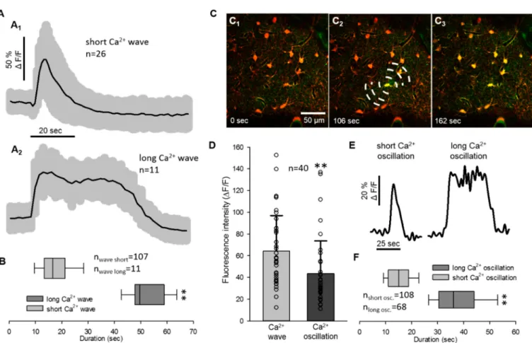 Figure 2. Quantitative analysis of the spreading depolarization related astrocyte Ca 2+ waves and oscillations