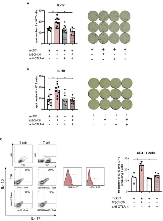Figure 5. CTLA-4 expression on moDCs differentiated in the presence of MSCl-CM is essential to drive the development of IL-10- and IL-17-producing T cells