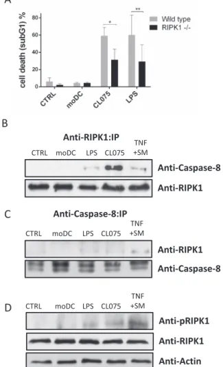 Fig. 5. Tolerogenic microenvironment reduces the cytotoxic capacity of DCs. 