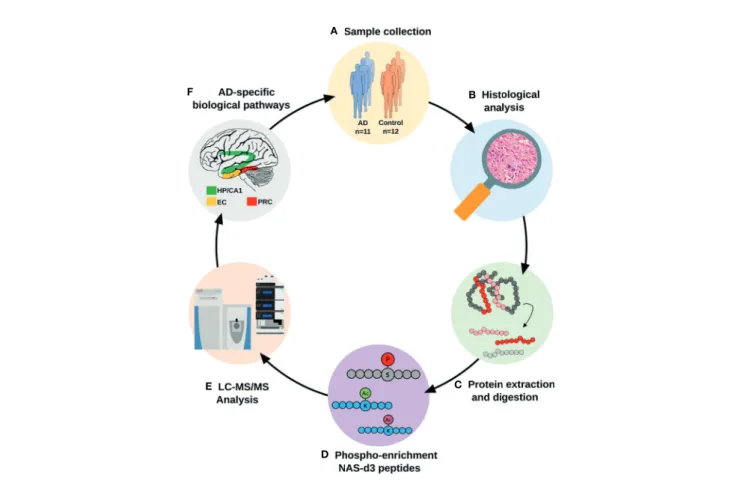 FIGURE 1 | Analytical workﬂow for the proteomic characterization of AD vulnerable brain areas