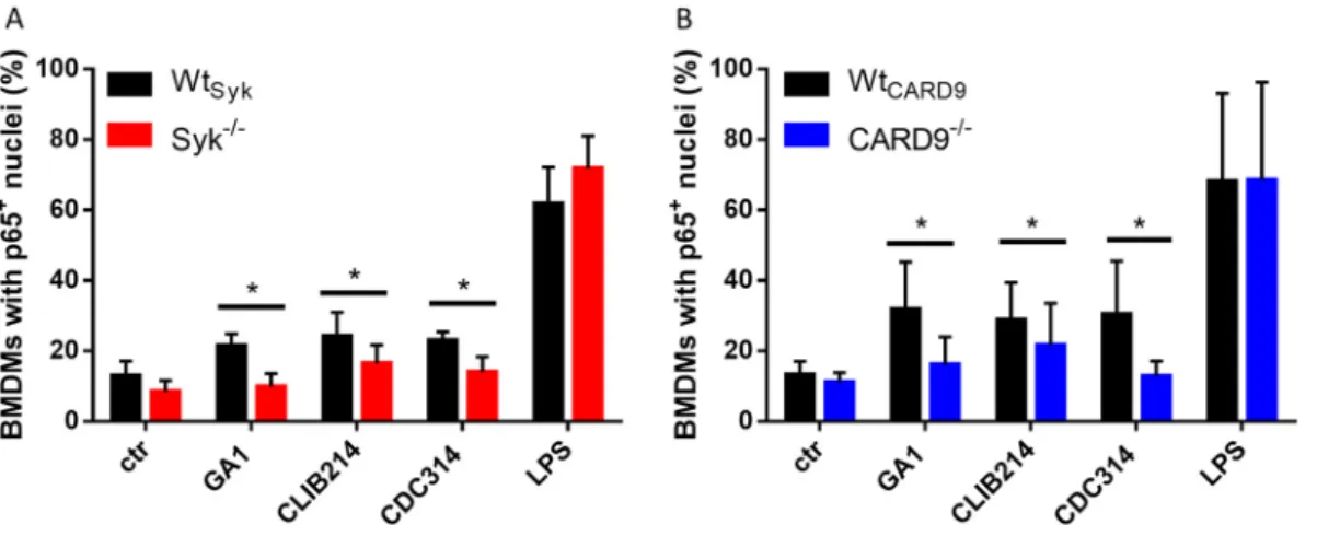 FIG 1 Nuclear translocation of NF-kB p65 in BMDMs upon C. parapsilosis infection. (A and B) BMDMs were treated with C.