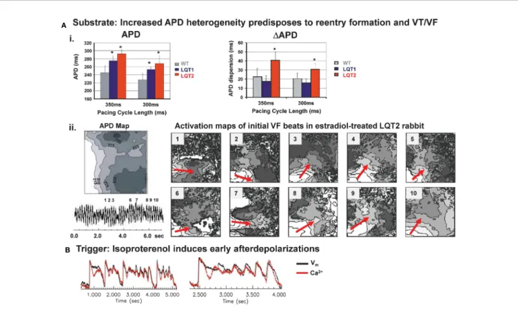 FIGURE 4 | Mechanisms of arrhythmogenesis in transgenic LQT2 rabbits. (A) Upper panel (i): Bar graphs of action potential durations (APD) and dispersion of APD (DAPD) in Langendorff-perfused hearts of WT, LQT1, and LQT2 rabbits indicate longer APD and incr