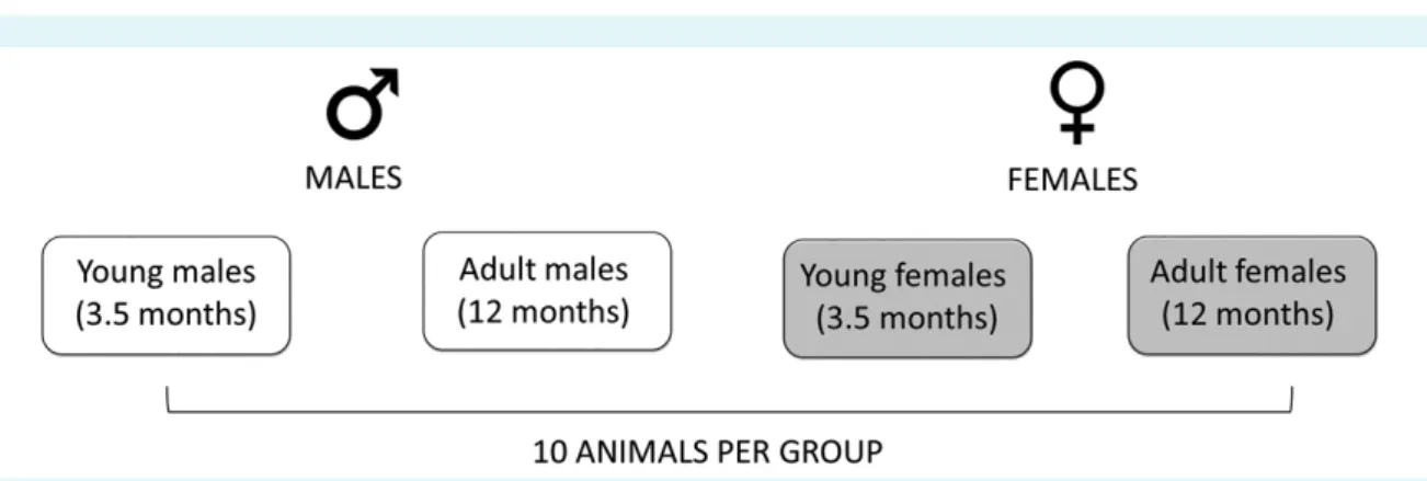 FIGuRE 1. Study design – classification of the animal groups.