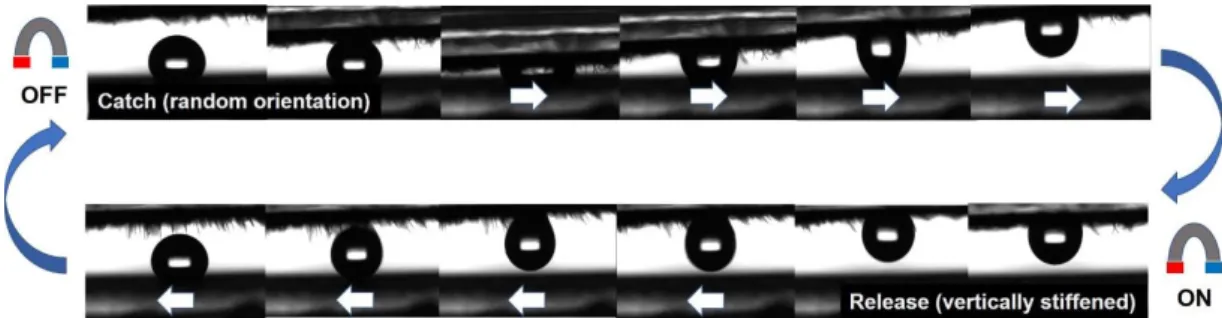 Figure 6. CCD images of water droplet catch and release by magnetic grass coatings with 16.7 wt.% 