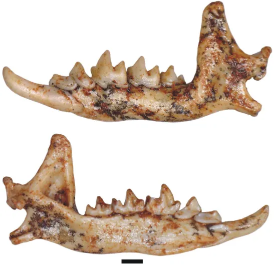 Fig. 2   Crocidura obtusa  Kretzoi, 1938, neotype from  Osztramos 8 locality, left  mandible with complete  denti-tion (HNHM V.73.93.), buccal  view (above) and lingual view  (below)