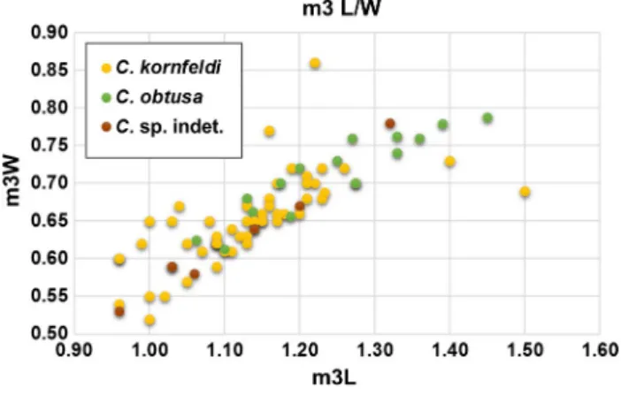 Fig. 4    Scatter plot of measurements of the lower first molars (m1) of  the available Crocidura specimens