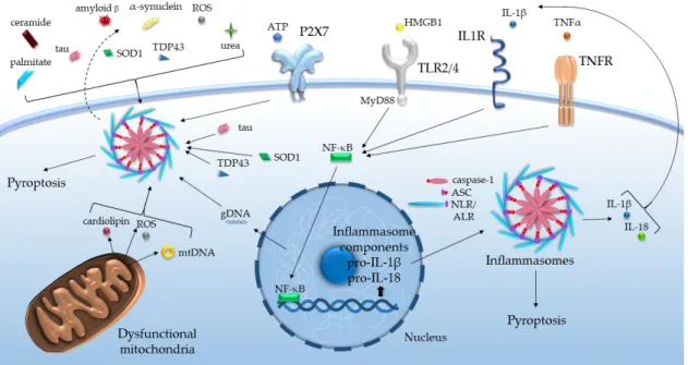 Figure 1. Inflammasome activation by various age-related DAMPs and cytokines. ALR: absent in  melanoma 2-like receptor, ASC: apoptosis-associated speck-like protein containing a caspase  recruitment domain, ATP: adenosine triphosphate, gDNA/mtDNA: genomic/