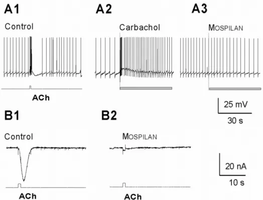 Figure 7. Intracellular responses of the identified Helix pomatia neurons. In normal saline (control)  local application of 1 mM ACh evokes strong intracellular response (A1) and carbachol (100 μL, 1  mM) similarly increases the firing frequency (A2), whil