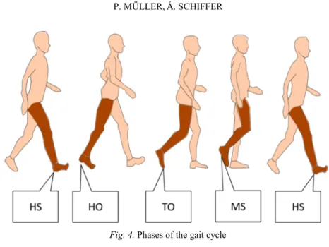 Fig. 4. Phases of the gait cycle 
