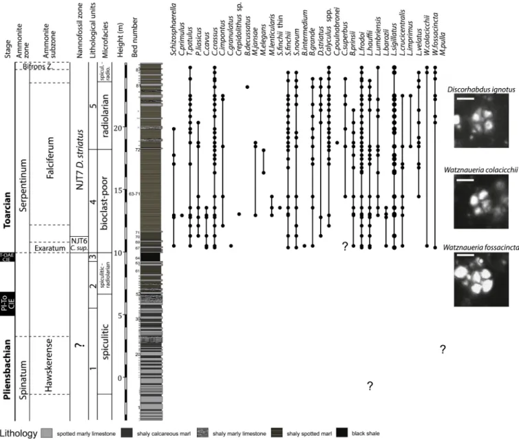 Fig. 4. Composite log, lithology, microfacies, lithological units and biostratigraphic distribution of nannofossil taxa in the Skladan ´ a skala section