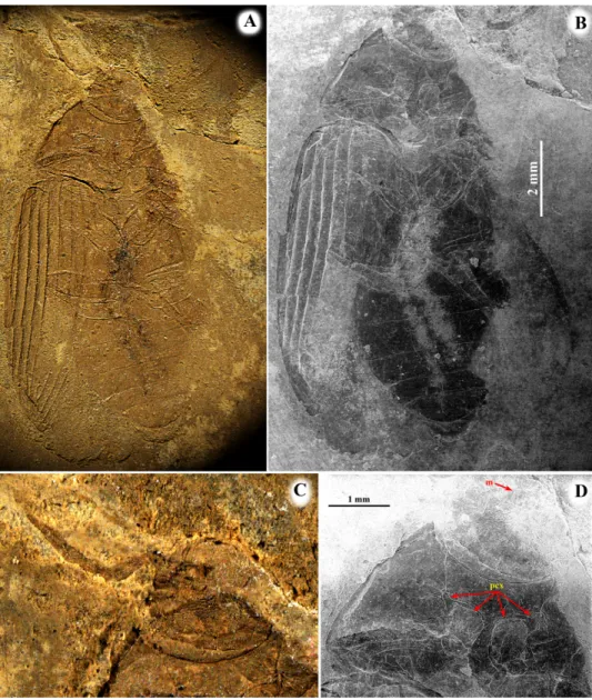 Fig. 1. Palaeobasanus neli gen. et sp. n. holotype, Paleocene of Menat (France) imprint: A =  imprint, general view, optic microscope, B = the same, SEM, C = head, optic microscope, 
