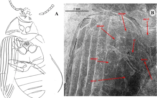 Fig. 2.  Palaeobasanus neli  gen.  et  sp.  n.  holotype,  Paleocene  of  Menat  (France),  details  of the structure: A = reconstruction, B = right half of pterothorax, msvt = mesoventrite,  msept =mesepisternum, msem = mesepimeron, tr = trochantine, mtep
