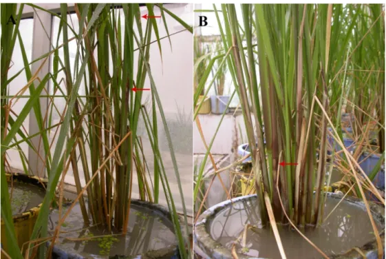 Figure 2. Viability of Trichoderma harzianum AS12-2 in nine organic substrates under solid-state  fermentation after different incubation periods (1–12 months) at (A) room temperature (25 ± 2 °C) and  (B) in the refrigerator (4 °C)