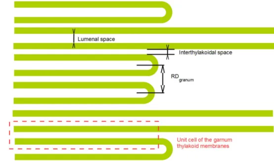 Fig. 2    Schematic representa- representa-tion of the granum-stroma  thylakoid membrane assembly  of higher plants, showing the  main structural parameters