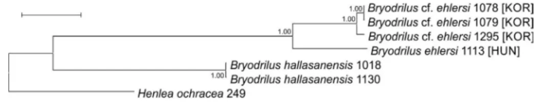 Fig. 5.  Bryodrilus species, concatenated phylogenetic tree based on 1599 nucleotide posi- posi-tions (which comprised the CO1, H3 and ITS genetic markers)