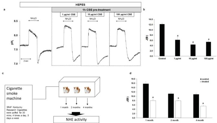 Figure 5. Effects of cigarette smoke extract (CSE) treatment and smoking on the activity of Na + /H +  exchanger-1 (NHE-1)  in guinea pig esophageal epithelial cells (EECs)