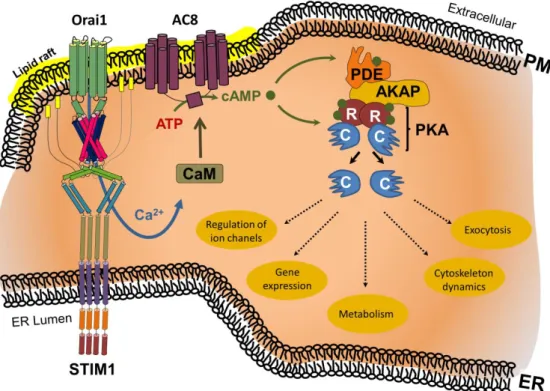 Figure  2.  ER  store  depletion-induced  Ca 2+   influx  triggers  Ca 2+ /calmodulin  (CaM)-mediated  activation of adenylcyclase 8 (AC8) within lipid rafts