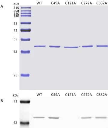 Fig.  3. Denaturing  SDS-PAGE  analysis  of  the  wild  type  and  single  cysteine  mutant TrSqrF protein samples expressed and purified from T
