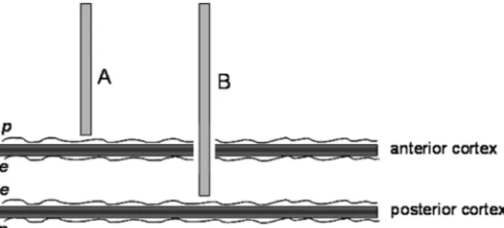 Fig. 1. Scheme  of the laser-Doppler ﬂowmetry approach to the observation of per-  fusion of the periosteum (A) and the endosteum (B)