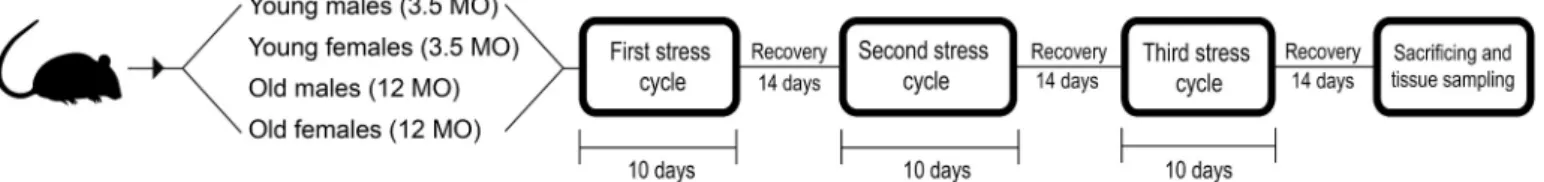Fig. 1. Chronic stress protocol scheme. Young and old Sprague Dawley CR rats were assigned to groups based on sex