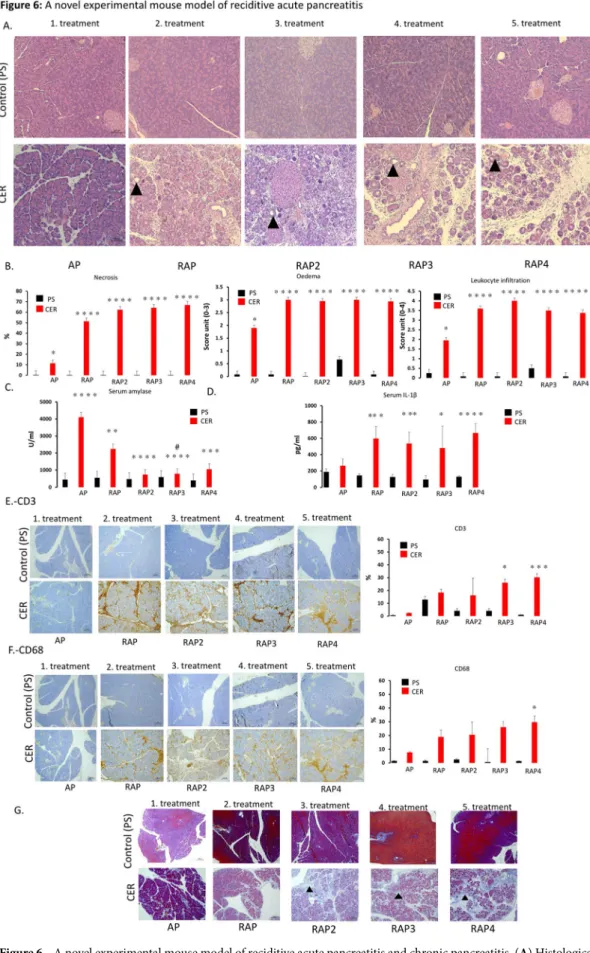 Figure 6.  A novel experimental mouse model of reciditive acute pancreatitis and chronic pancreatitis