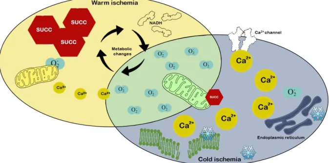 Figure 8. Intracellular changes in warm and cold ischemia. Warm ischemia is mainly characterized by an accumulation of  succinate and NADH, while an increase in Ca 2+  levels is more prominent in cold ischemia