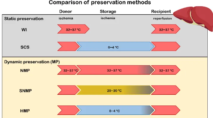 Figure 1.  Comparison of different preservation methods. Upon transplantation, the graft undergoes consecutive stages of  ischemia-reperfusion (IR)