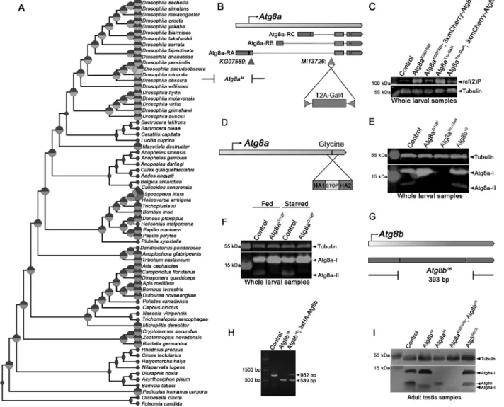 Figure  1.  Generation of  new Atg8a and Atg8b alleles.  Reconstructed copy number evolution  of Atg8 family proteins  in a  species tree containing  insects and closely  related  arthropods  (A)