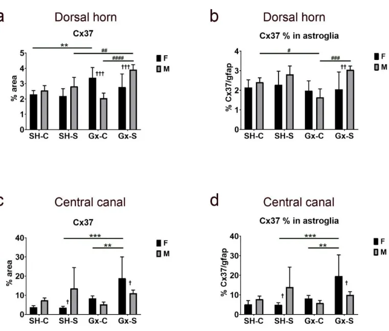 Figure 6. Changes in the expression of connexin 37 (Cx37) in the spinal cord of rats after gonadectomy and chronic stress  exposure