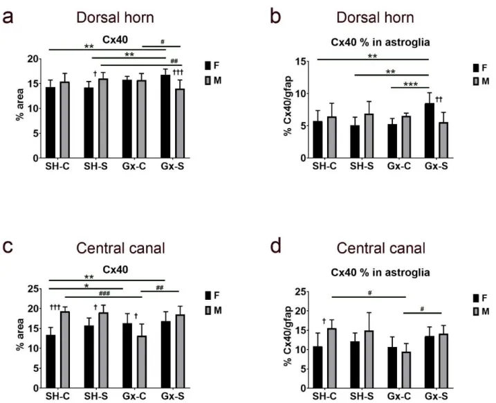 Figure 9. Changes in the expression of connexin 40 (Cx40) in the spinal cord of rats after gonadectomy and chronic stress  exposure