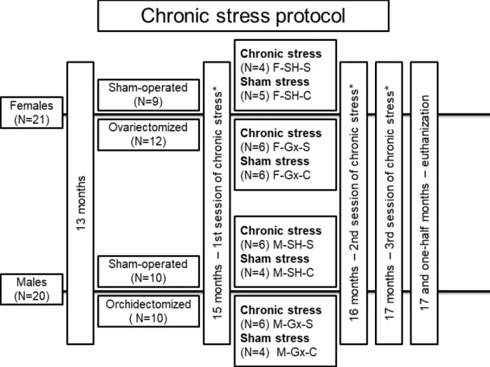 Figure 1. Flowchart presenting animal groups and chronic stress protocol. F-SH-S—a group of female, sham-operated stressed animals; F-SH-C—a group of female, sham-operated non-stressed animals; F-Gx-S—a group of female,  ovariec-tomized stressed animals; F