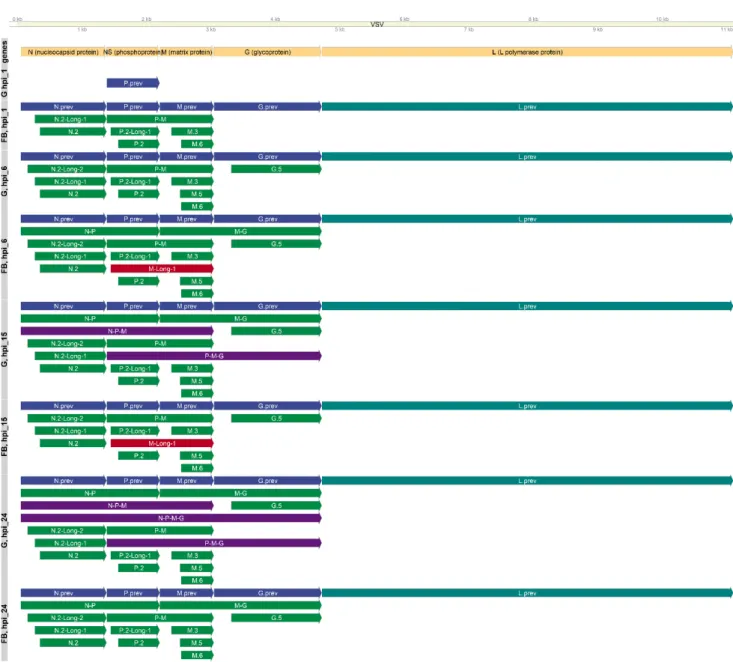 Figure 1. Kinetic transcriptome profiles of VSIV. The set of annotated transcripts in each time point and in each cell line is  shown