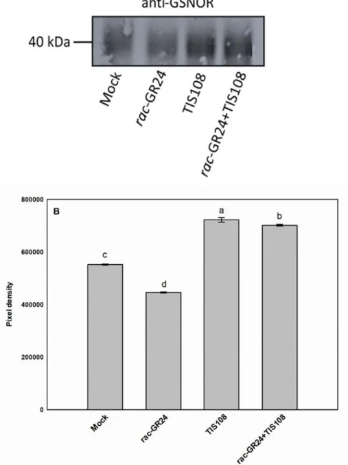 Fig 1. (A) Abundance of GSNOR protein in 7-days-old Arabidopsis thaliana seedlings grown  105 