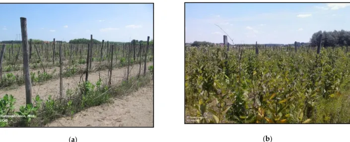 Figure 1. Rapid spread of common milkweed in an abandoned vineyard between (a) 2012 and (b) 2015 in the Hungarian Great Plain, according to the Eurostat LUCAS land-use and land-cover database field survey photos.