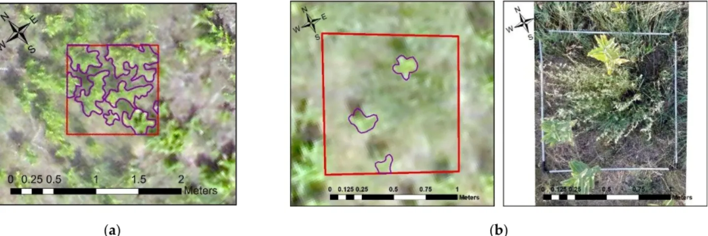 Figure 4. Pictures of common milkweed specimens delineated within the designated quadrats: (a) a quadrate in which  individual specimens can be clearly delineated in the mosaic photograph; (b) it is shown where it can only be delineated  by geo-referenced 