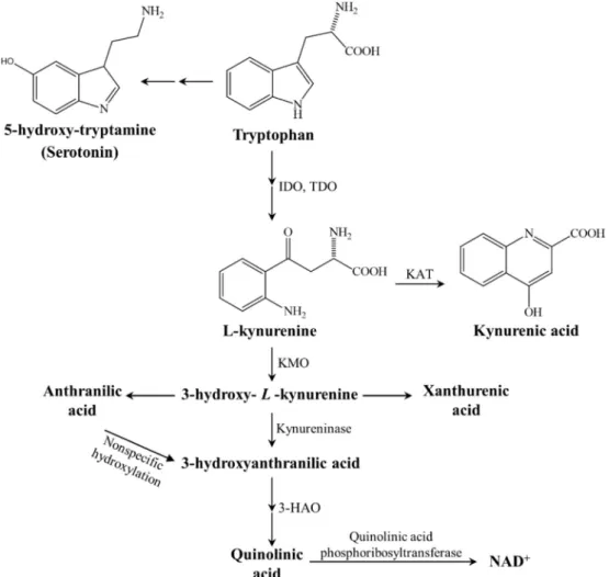 Figure 1. The kynurenine metabolite pathway. 3-HAO 3-hydroxyanthranilate oxidase, IDO/TDO indoleamine 2,3-dioxygenase/tryptophan 2,3-dioxygenase, KAT kynurenine aminotransferase, KMO kynurenine 3-monooxygenase, NAD þ nicotineamide adenine dinucleotide.