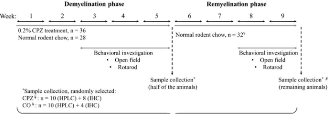 Figure 2. Timeline of the experimental procedure applied in this study. CPZ  cupri-zone; CO control; IHC immunohistochemical studies; HPLC High-performance liquid chromatography; ¥ One animal died in cage at the beginning of the remyelination phase in the 