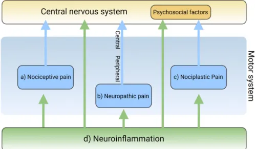 Figure 1. The main components in the pain pathway: (a) transduction, (b) induction, (c) transmission, (d) modulation, and (e) perception