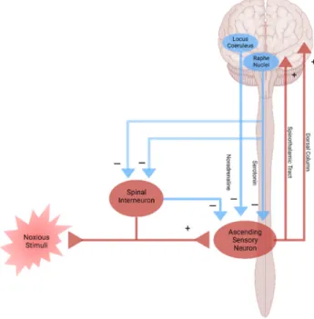 Figure 4. Pain pathway and pain modulation. Nociplastic pain is caused by the disturbance of  central pain processing mechanisms, such as elevated excitability of ascending and descending  pain facilitatory pathways and/or reduced inhibition of the descend