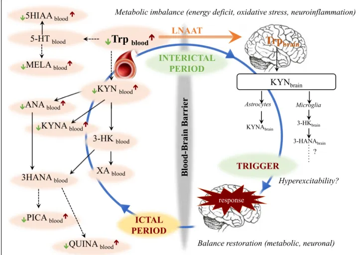 Fig. 6 Scheme of altered Trp catabolism and potential mechanisms during interictal/ictal periods in episodic migraineurs