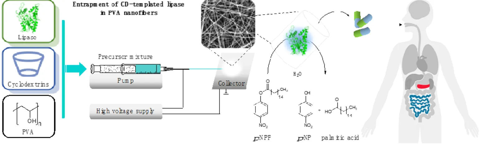 Figure 1. Formulation of cyclodextrin-templated lipase by entrapping in poly(vinyl alcohol) (PVA) nanofibers, applying  electrospinning technique as a potential active pharmaceutical ingredients for pancreatin replacement therapy
