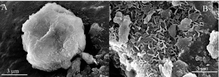 Figure S3. SEM images of (A) SDS 30 -MgAl–Cl–LDH and (B) LDH 30  materials. 