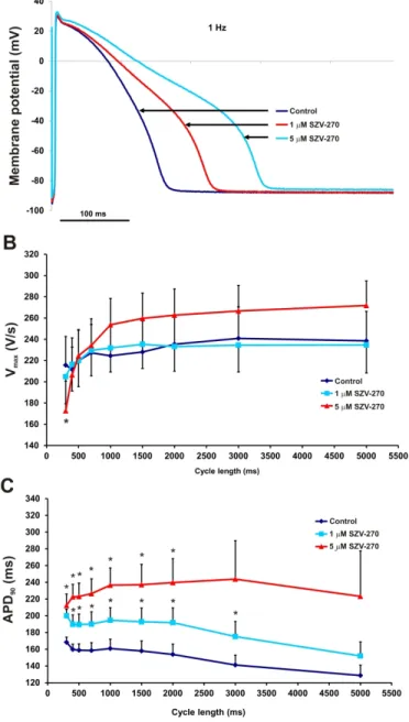 Fig. 4. Effect of SZV-270 (1 and 5 µM) on the action potential, on V max  and APD 90  at different stimulation  cycle lengths recorded from rabbit right ventricular papillary muscle preparations