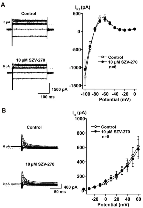 Fig. 8. SZV-270 did not influence (A) I K1  or (B) I to  even at the high concentration of 10 µM in isolated rabbit  right ventricular cardiomyocytes