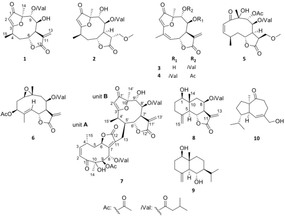 Figure 1. Structures of compounds 1–10 isolated from N. lobata. 