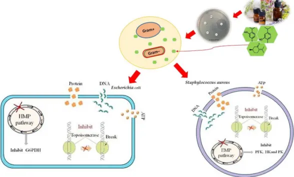 Figure 2. Mechanism of action of essential oils on Gram-positive and Gram-negative bacteria